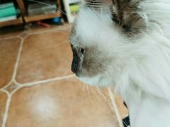 -李小姐の猫咖啡馆(五角场店)