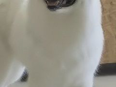 -怪兽屋·羊驼·猫咖·狗咖(俊华广场店)