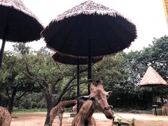 -广州长隆野生动物世界