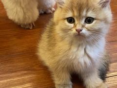 -猫十亿·布偶金渐层·曼基康矮脚猫舍(青年路店)