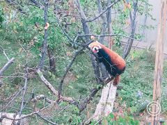 -青藏高原野生动物园