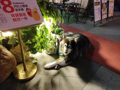 -more than meow吴止猫主题餐厅(承德 中船汇店)