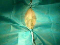 术前-瑞派·关忠动物医院·异宠专科·犬猫肿瘤·皮肤专科(望京店)