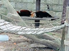 -上海野生动物园