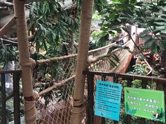 -正佳雨林生态植物园