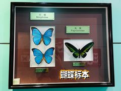 -上海昆虫博物馆