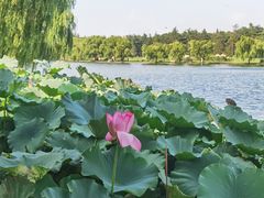 -上海共青森林公园