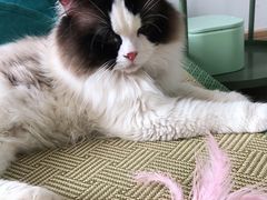 -猫在这儿猫咪咖啡馆·撸猫馆