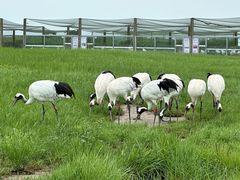 -盐城丹顶鹤湿地生态旅游区