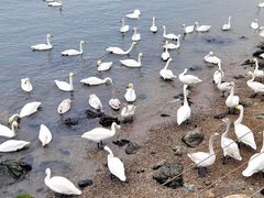 -烟墩角天鹅湖