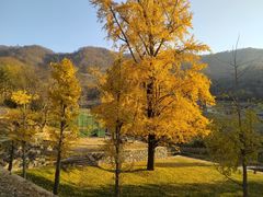 -千年银杏谷文化旅游区