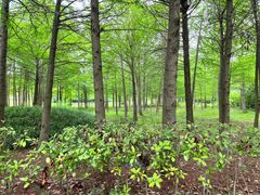 -上海海湾国家森林公园