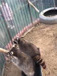 -萌宠亲子动物乐园(槐房万达店)