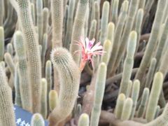 -深圳仙湖植物园