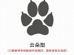 -顺强宠物诊所·狂犬免疫·夜诊·骨科(嘉定店)