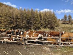 -塞罕坝国家级自然保护区