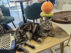-平行世界·猫咖(首经贸店)