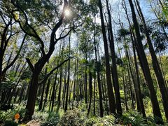 -上海共青森林公园