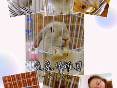 -猫猫幼稚园·撸猫·桌游·电玩