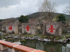 -香雪海
