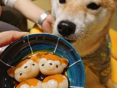 -逗柴咖啡屋·狗咖猫咖宠物桌游