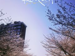-高东镇樱花园