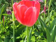 -洛阳郁金香牡丹园