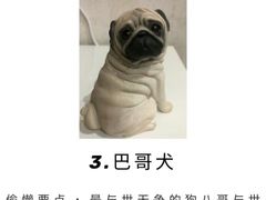 -申普宠物医院·心脏介入·心血管微创(总院)