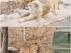 -北京野生动物园