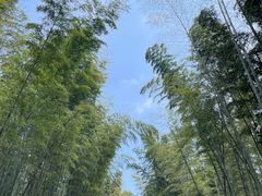 -蜀南竹海景区