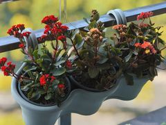 -双季花艺园艺市场(浦东店)