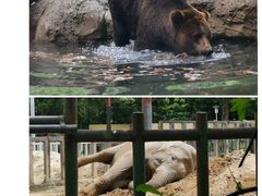 -红山森林动物园