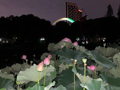 -陈家山荷花公园
