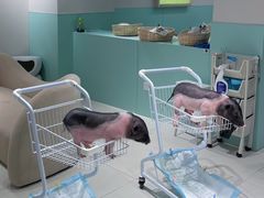 -怪兽屋·羊驼·猫咖·狗咖(俊华广场店)