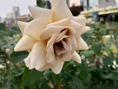 -中之岛公园