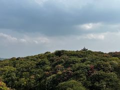 -贵州百里杜鹃风景名胜区