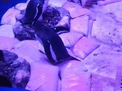 -暹罗海洋世界