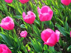 -大宁郁金香公园-停车场