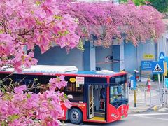 -深圳仙湖植物园