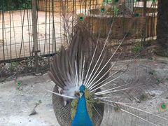 -都江堰玫瑰花溪谷