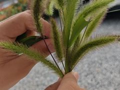 -海窝子古镇
