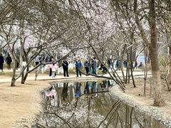 -桃花堤公园