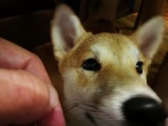 店内小狗-柴务处·柴犬主题狗咖