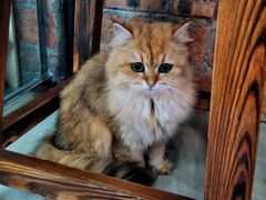 -豆逗聊愈猫阁Easy Life