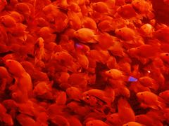 -太平洋海底世界