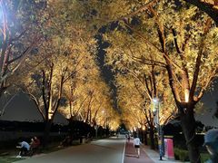 景点-朝阳公园
