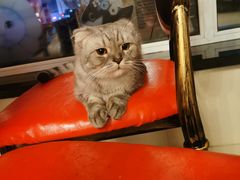 -猫咪咖啡店(新城大街店)