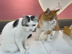 -喵园·猫主题咖啡厅·撸猫·猫咖(国贸店)