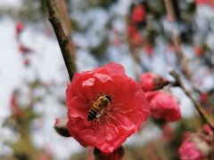 -桃花涧