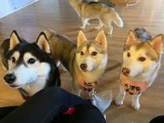 -Husky Go! 哈士奇体验馆·宠物咖啡厅狗咖
